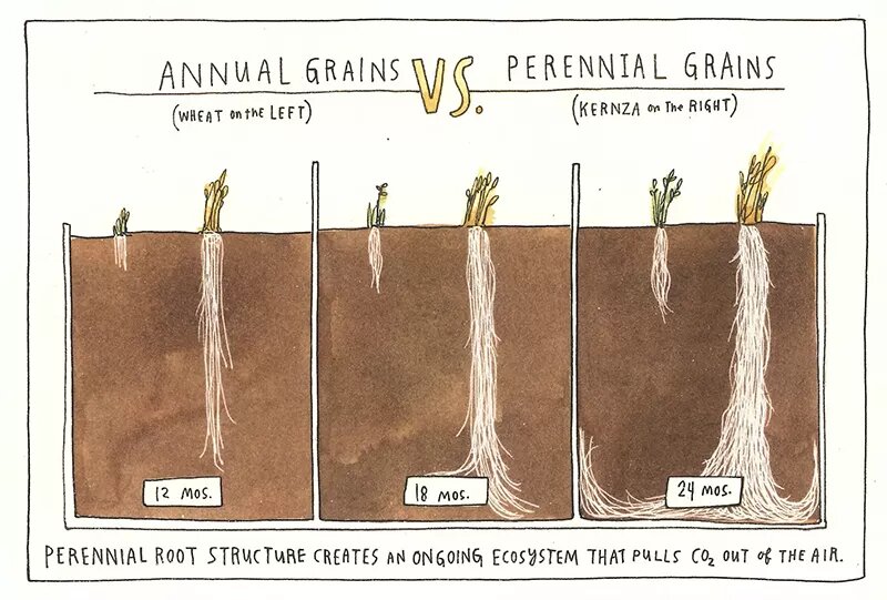 Illustration showing annual grains and perennial grains growing from 12 to 24 months, with longer roots for perennial grains.